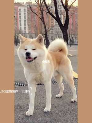 秋田哪里买（哪里能买到正宗的秋田犬）-图1