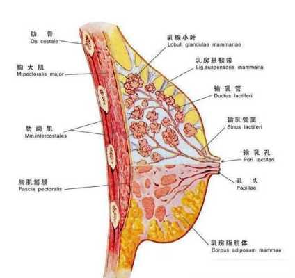 乳房长在哪里（乳房长在什么位置）-图2