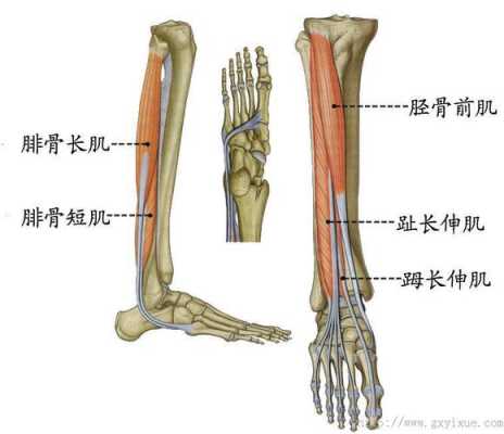 双下肢是哪里（双下肢是哪里）-图2