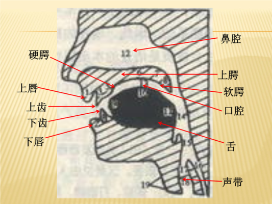 双鄂是哪里（双鄂是哪个部位）-图3