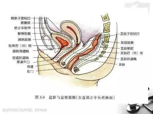 阴道前壁和阴道后壁总长是多少,-图3