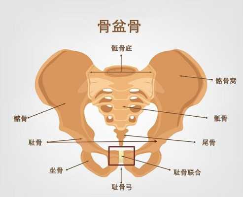 耻骨联合在哪里图片（耻骨联合在哪里图片 位置图）-图1