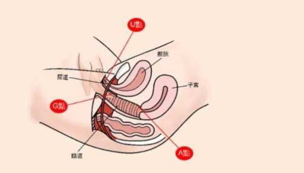 女生的c点在哪里（女生的c点在哪里）-图2