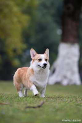 哪里有卖比特犬的（如何买到纯种的柯基犬）-图1