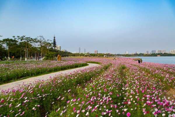 海珠区有哪些好玩的地方,番禺哪里有油菜花看的地方-图2