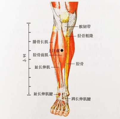 腿腕是哪里（腿腕是哪里）-图1