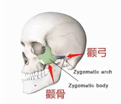 颧弓是哪里（颧弓是哪里图片）-图1