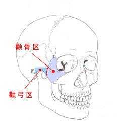 颧弓是哪里（颧弓是哪里图片）-图2