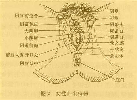 阴蒂在哪里图-图1