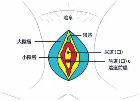 阴蒂在哪里图-图2