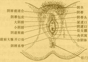 阴蒂在哪里图-图3