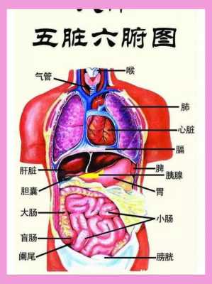 五脏六腑的具体部位,五脏六腑在哪里-图2