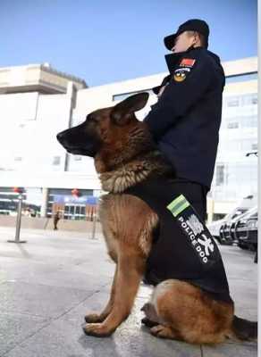 哪里有退役警犬出售（哪里有退役警犬出售）-图2