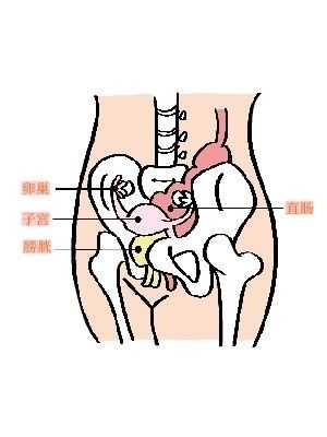 女人，身体5个地方，越“丑”越健康，具体指哪里,女性盆腔区域在哪-图3