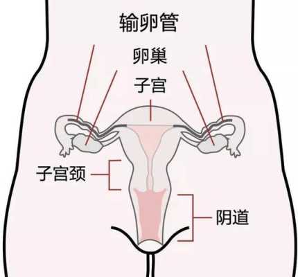 性宫在哪里-图1