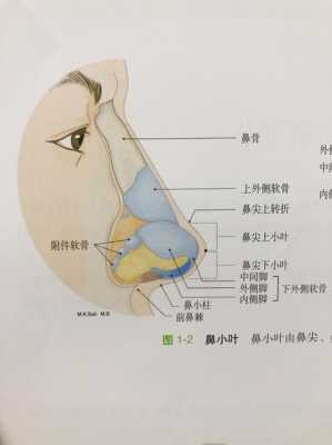 鼻窝是哪里（鼻窝是哪里）-图3