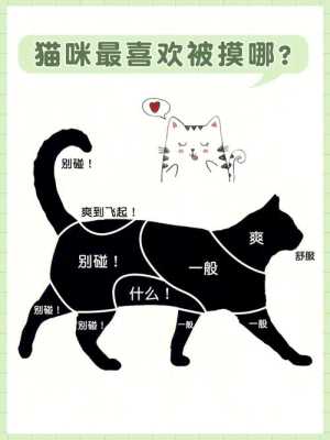 猫喜欢被人摸哪里,猫喜欢摸它哪里图片-图1