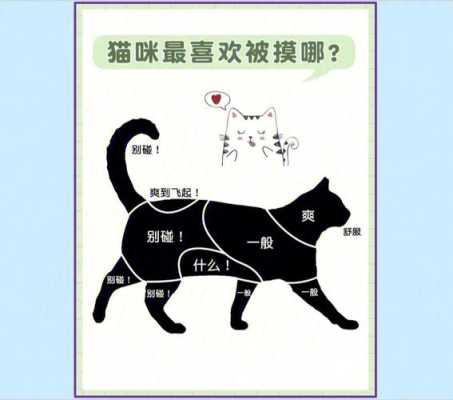 猫喜欢被人摸哪里,猫喜欢摸它哪里图片-图2