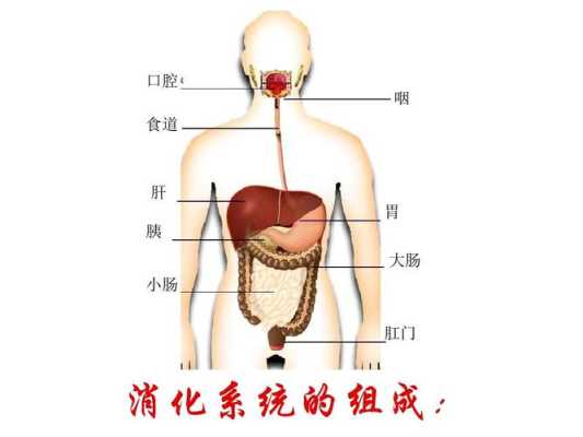 胃位于哪里（植物的“胃”在哪里）-图1