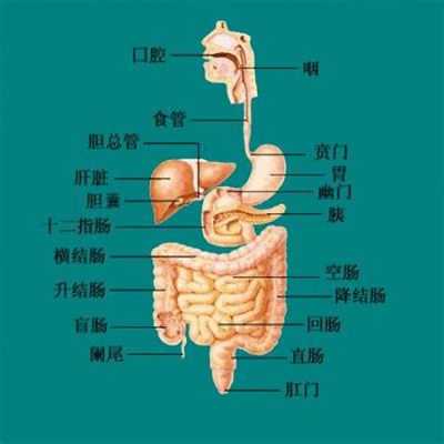 胃位于哪里（植物的“胃”在哪里）-图3