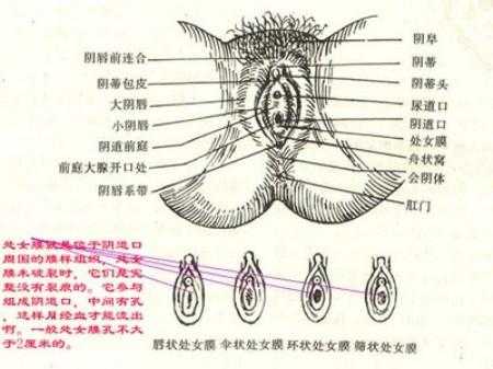 处女膜到底在哪里-图1