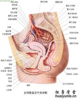 处女膜到底在哪里-图2