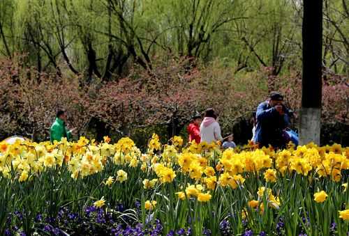 上海哪里踏青（初春时节，上海有哪些可以赏花的好地方）-图1