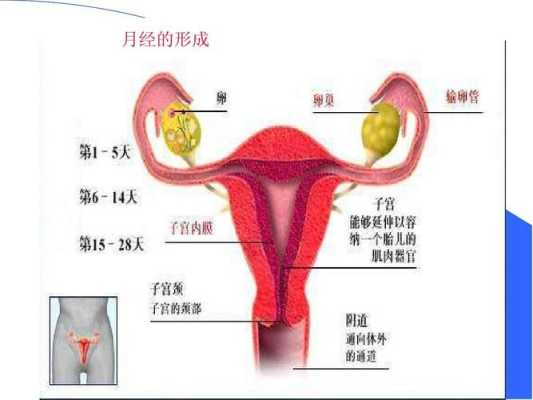 经血是从哪里出来的血（月经的血是从哪来的）-图1