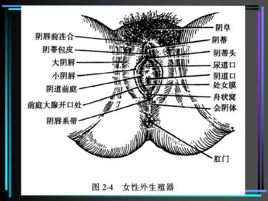 阴阜是哪里（阴阜是哪里）-图2