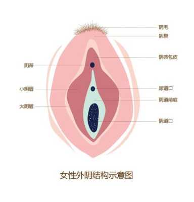 阴阜是哪里（阴阜是哪里）-图1