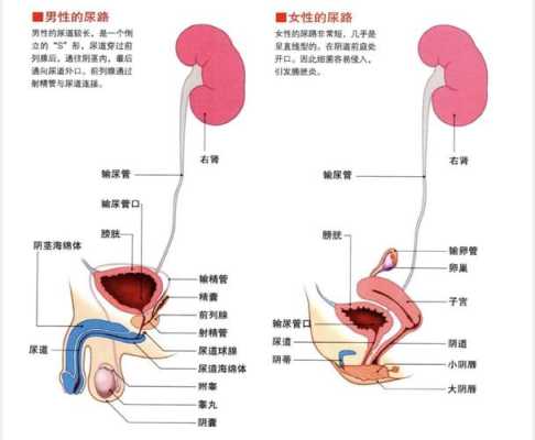 哪里需要精子-图1