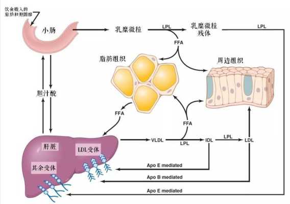 脂肪的原理是什么,脂肪从哪里来的-图3