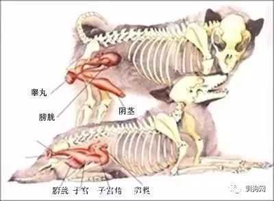 母狗生完小狗多少天阴道才停止流血,-图2