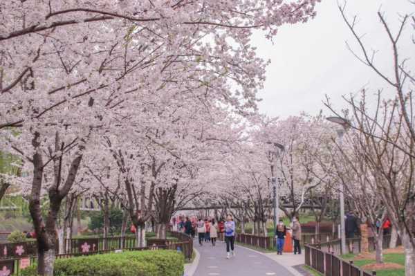 慈溪哪里看樱花（慈溪哪里看樱花最好）-图1