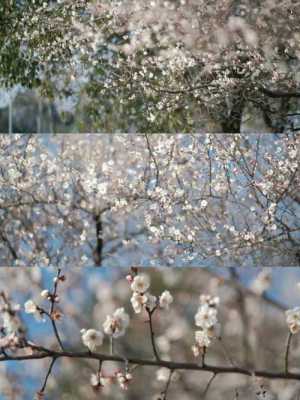 慈溪哪里看樱花（慈溪哪里看樱花最好）-图2