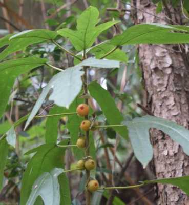 闽南一种叫山柑仔的野生植物学名叫什么,刺山岛在哪-图2