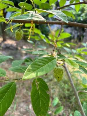 象苗是哪里（你知道释迦果原产地是哪里吗？是杂交育种吗，适合种植吗）-图3