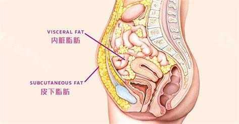 脂肪存在哪里（脂肪存在哪里）-图3