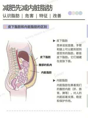 脂肪存在哪里（脂肪存在哪里）-图1