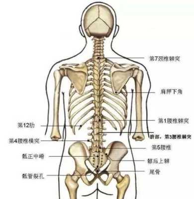 腰在哪个位置,腰是指哪里图片-图1