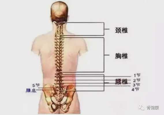 腰在哪个位置,腰是指哪里图片-图2