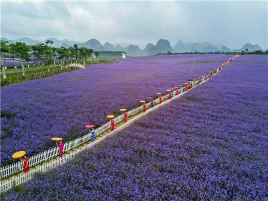 广西薰衣草庄园在哪里（广西薰衣草庄园在哪里）-图3