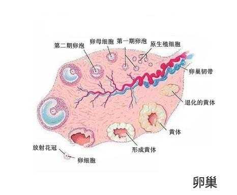 卵子是随白带一起排出体外的吗,卵排出来在哪里等着-图1