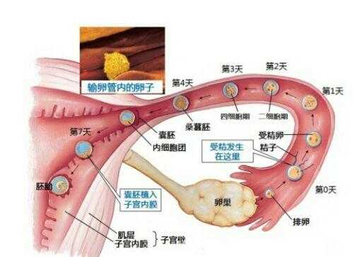 卵子与精子在哪里相遇-图2