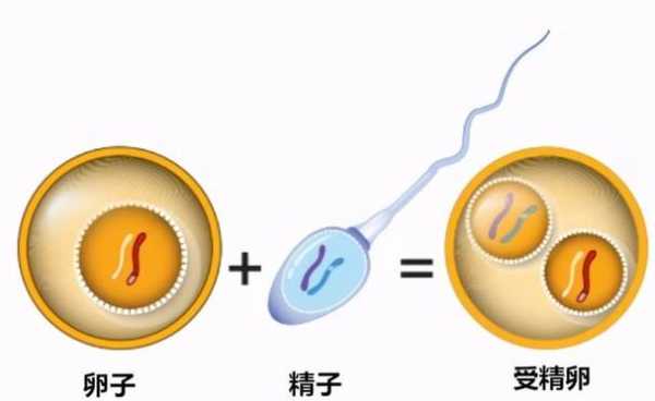 卵子与精子在哪里相遇-图3