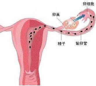 卵子与精子在哪里相遇-图1