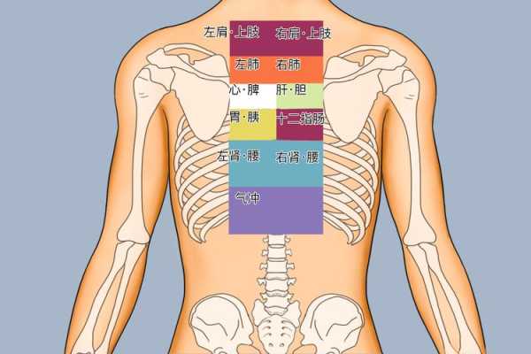 后背心脏反射区在哪里（后背心脏反射区在哪里图片）-图2