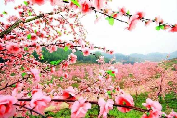 十里桃花林是哪里（十里桃花林是哪里的）-图1