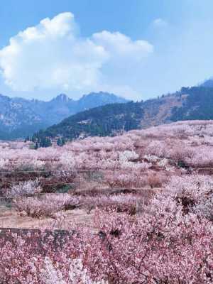 十里桃花林是哪里（十里桃花林是哪里的）-图3