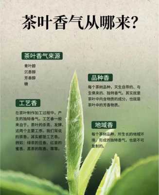 茶叶哪里来的（茶叶哪里来的最正宗）-图2